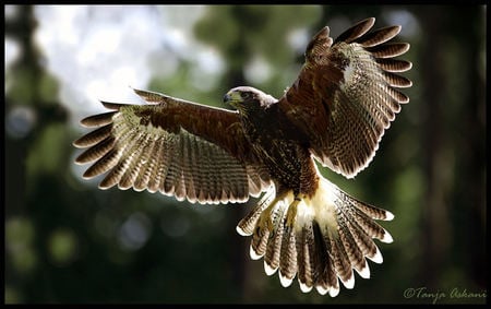 The Hawk - nature, hawk, animals, flight, hunt, birds