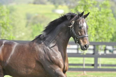 Northern Dancer