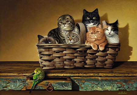 Basket of felines - black, shelf, sitting, parakeet, white, brown, cats, variety, orange, basket