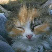 Fluffy cat