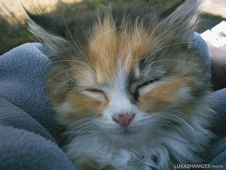 Fluffy cat - sleep, sweet, cat, kitten