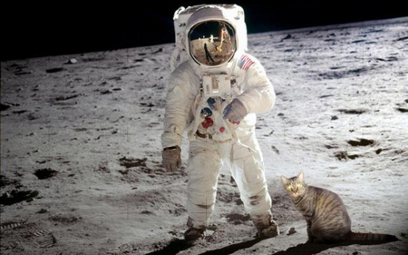 Moon landing was fake - moon, abstract, white, cat