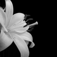 Black and white flower