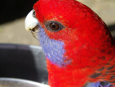 Crimson Rosella - crimson, bird, parrot, rosella