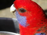 Crimson Rosella