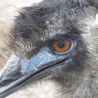 Emu