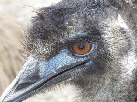 Emu - bird, flighless, emu, australia