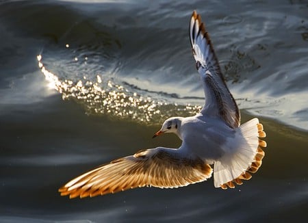 Fly over the Ocean - bird, water, gull, ocean, sun