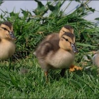 Ducks March