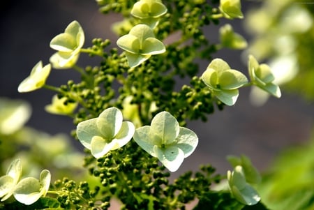 LOVELY BLOSSOMS - blossoms, petals, flowers, branch, green