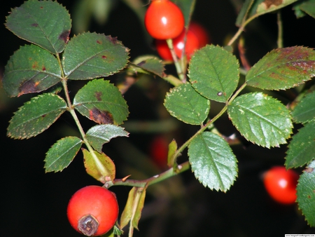 Dog Rose - plant, autumn, fruits, fruit