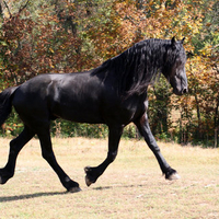 Keegan The Friesian Stallion