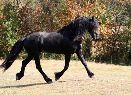 Keegan The Friesian Stallion - friesian, larissa allen, keegan, horses