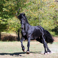 Keegan The Friesian Stallion