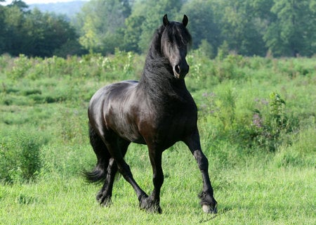 Summer In Your Heart - friesian, larissa allen, keegan, horses