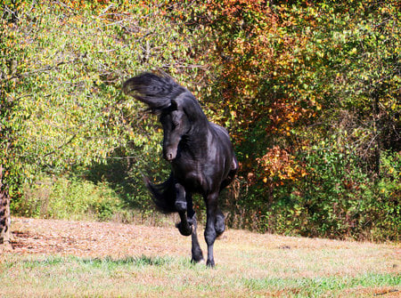 80s Hair Is Back! - friesian, larisa allen, keegan, horses