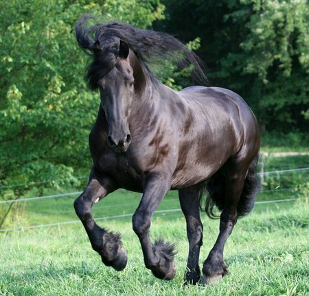 Fly Away - friesian, larissa allen, keegan, horses