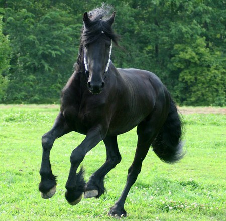 Keegan Galloping - friesian, larisa allen, keegan, horses