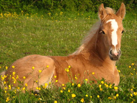 A Future Legend - thoroughbred, horses, colt, racehorse, palomino, foal