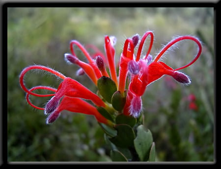 Hairy Jug Flower - red, purple, aussie, native, succulent, green