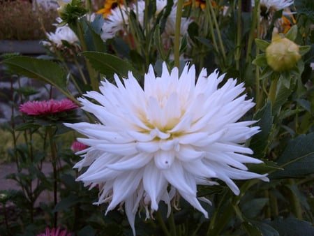 white beauty - white, nature, photo, flower