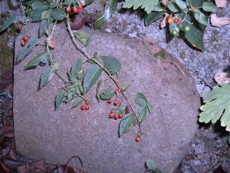 poison fruit - nature, forest, red, green, fruit