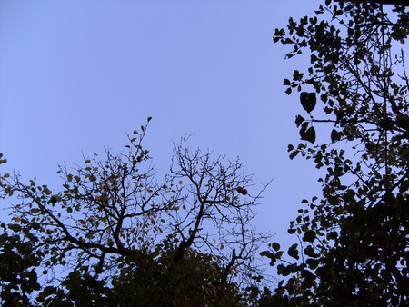 have a look - nature, sky, trees, blue