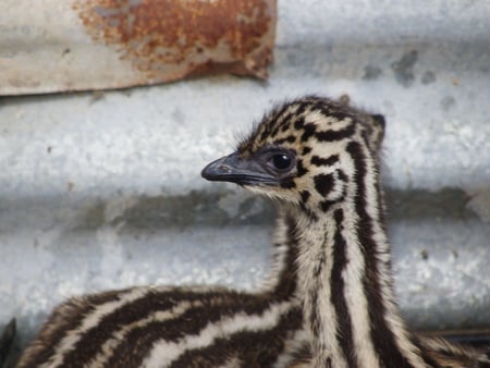 Emu Chick - bird, marburg, chick, emu