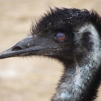 Emu