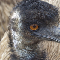 Emu