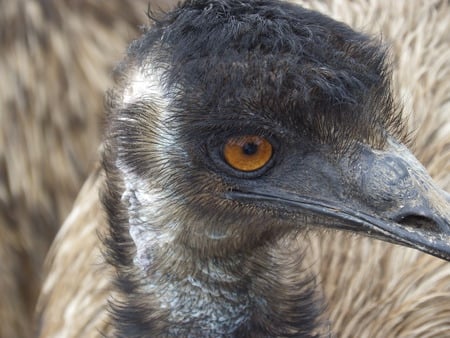 Emu - emu, australia, bird, flightless