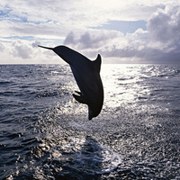 Dolphins Cool 2