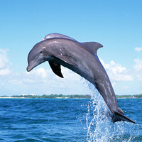 Dolphins Cool 3