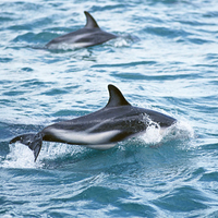 Dolphins Cool 4