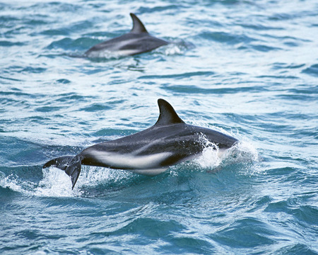 Dolphins Cool 4 - fish, amazing, sea, nice