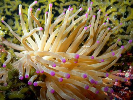 giant sea anemone - pretty, marine life, water, yellow, sea, wet, pink, creature, nature, purple, fish