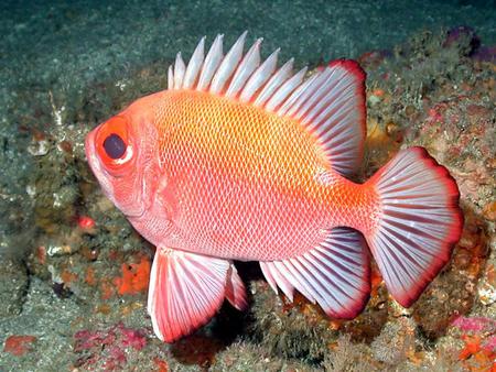 big eye - pretty, water, gills, wet, ocean, orange, animal, sealife, bright, fins, fish