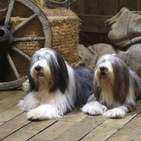 Bearded Collies