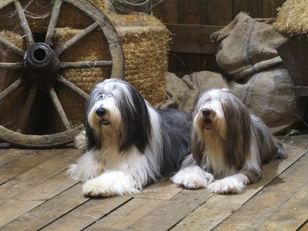 Bearded Collies - wagon wheel, paws, tongue, dogs, long fur