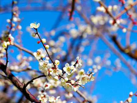 Beautiful Flower - nice, fantastic, flower, beautiful