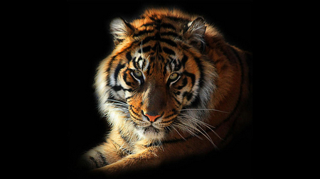 Tiger - sumatran, tigers, tiger, animals