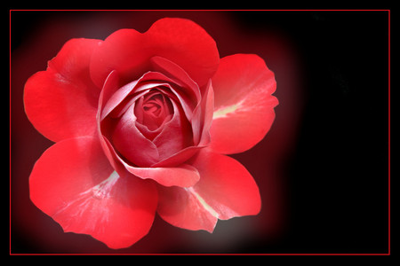 Red rose - nature, flowers, roses, red