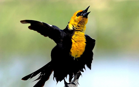 THIS WAY,PLEASE! - bird, black, lovely, yellow, stands, wingspan