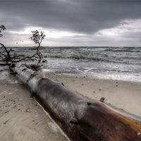 Tree in beach