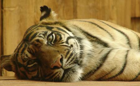 Having a Nap - felines, cats, nap, big cats, tiger