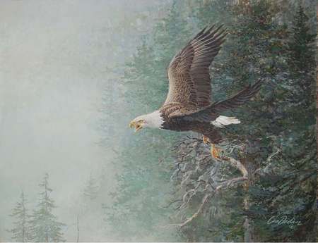 Beauty In Flight - flying, home, free, forest, eagle, soar, pines