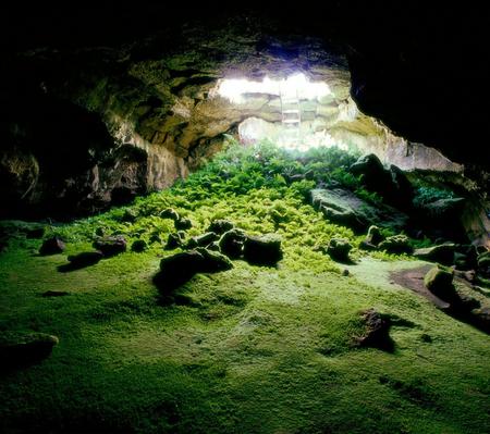 Hidden Oaisis - cave, sunlight, lush, beautiful, entrance, nature, green, ladder, rocks