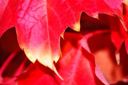 Red leaf - balcony, colourful, leaf, red