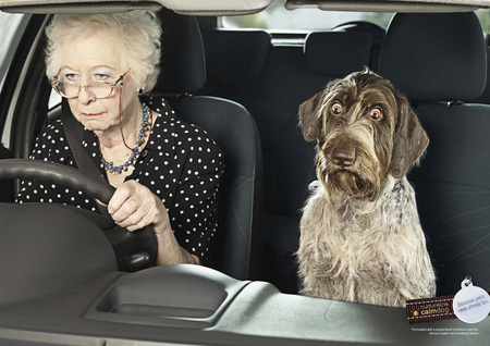 Doggies Needs Some Meds - upset, mad, scared, dog, driving, funny, granny