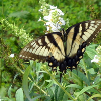 Tiger Swallowtail